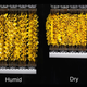 These artificial “arms” respond to changing humidity, and they power the evaporation engine by cyclically extending and contracting on the surface of water.